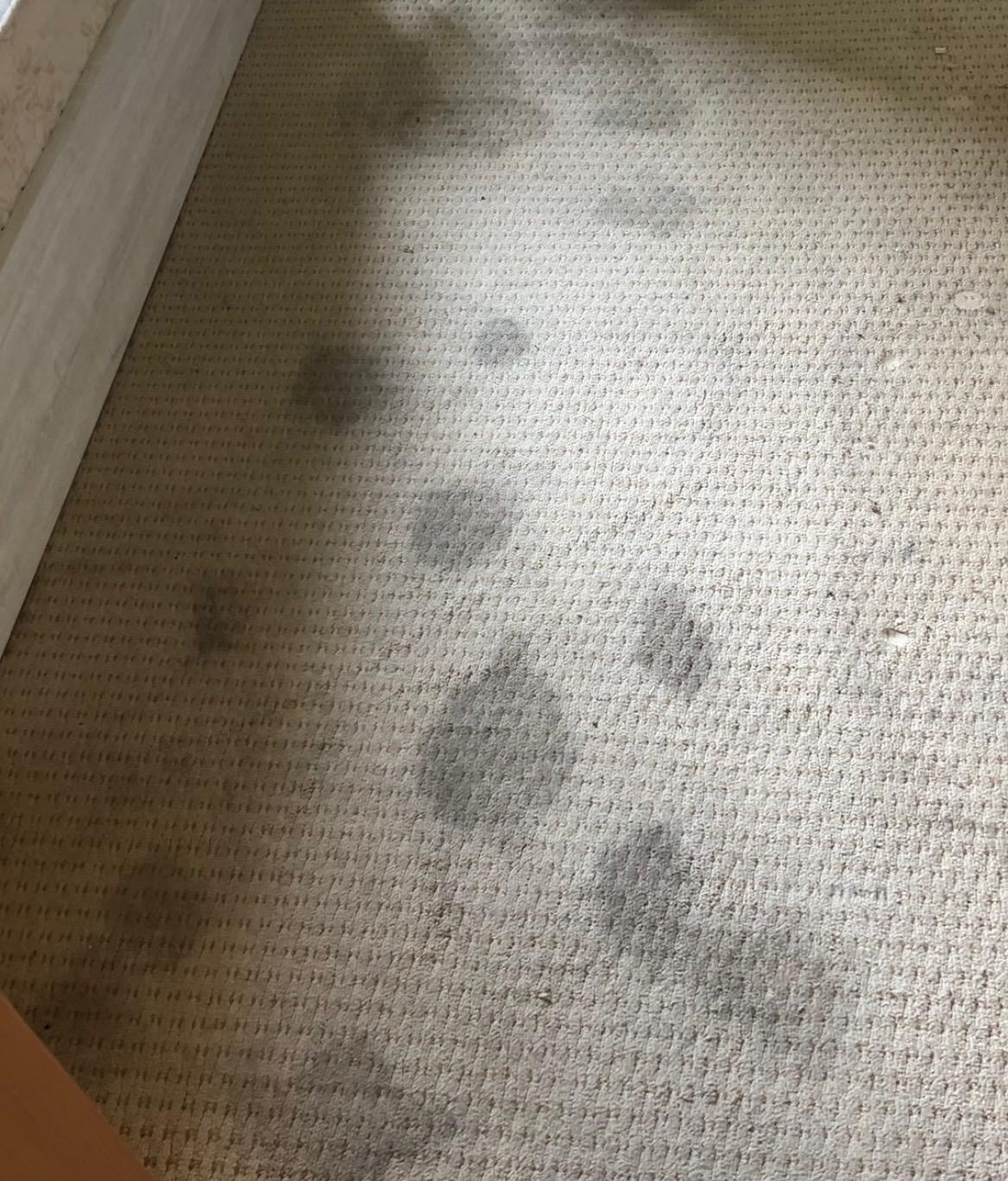 Heavily stained carpet before professional carpet cleaning in Sydney