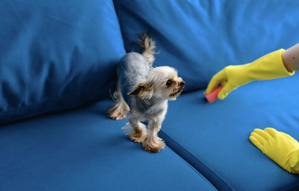 Pet stain and odour removal from fabric sofa in Sydney home